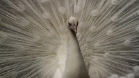 Burung merak putih itu dijual dengan harga Rp 4 juta - Rp 5 juta per pasang tergantung usia dan kualitasnya.  