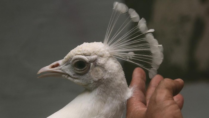 Budi daya merak putih di Malang Seekor merak putih (Pavo cristatus) jantan mengembangkan bulu ekornya di kandang Ternak Merak Malang, Jawa Timur, Selasa (24/9/2024). Menurut peternak sekitar 25 ekor anakan merak putih yang dihasilkan setiap tahun dijual ke sejumlah penggemar merak di berbagai kota di Indonesia sebagai hewan peliharaan dengan harga Rp4 juta-Rp5 juta per pasang tergantung usia dan kualitasnya. ANTARA FOTO/Ari Bowo Sucipto/Spt.