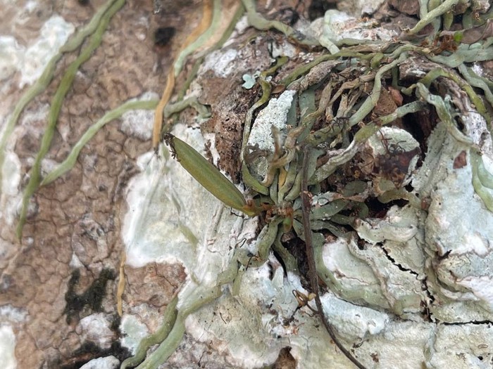 Chiloschista Javanica Schltr spesies anggrek yang tumbuh di hutan karst