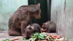 Melihat 2 Bayi Beruang Cokelat yang Baru Lahir di Taman Safari Prigen