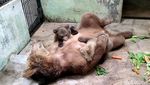 Melihat 2 Bayi Beruang Cokelat yang Baru Lahir di Taman Safari Prigen