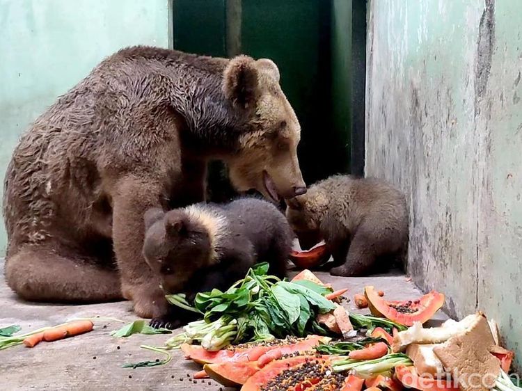 Melihat 2 Bayi Beruang Cokelat yang Baru Lahir di Taman Safari Prigen