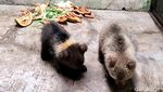 Melihat 2 Bayi Beruang Cokelat yang Baru Lahir di Taman Safari Prigen