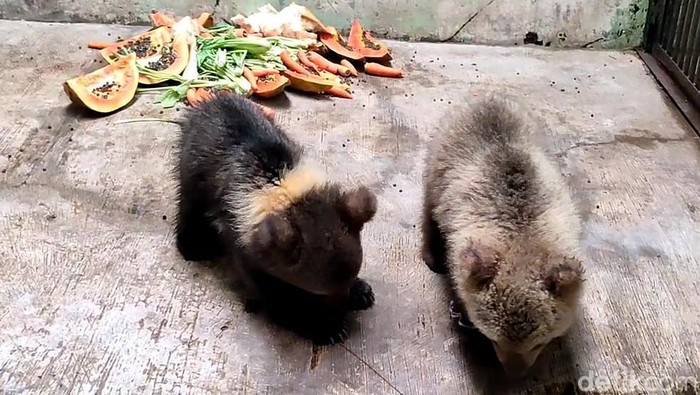 Dua bayi beruang cokelat lahir di Taman Safari Indonesia Pasuruan