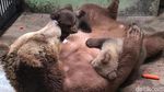 Melihat 2 Bayi Beruang Cokelat yang Baru Lahir di Taman Safari Prigen