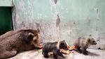 Melihat 2 Bayi Beruang Cokelat yang Baru Lahir di Taman Safari Prigen