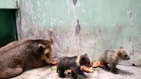 Dengan kelahiran ini, TSI Prigen total punya 12 beruang cokelat.