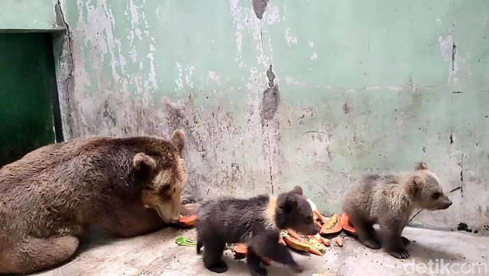 Dua bayi beruang cokelat lahir di Taman Safari Indonesia Pasuruan