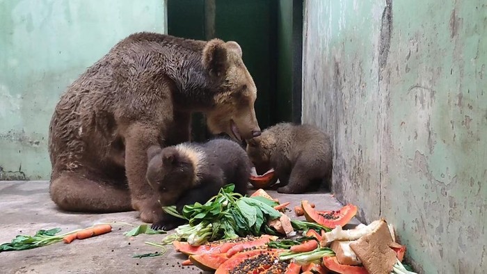 Dua bayi beruang cokelat lahir di Taman Safari Indonesia Pasuruan