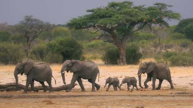 FILE — A herd of elephants make their way through the Hwange National Park, Zimbabwe, in search of water, on Nov. 10, 2019. (AP Photo, File)