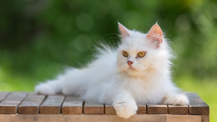 Potret kucing