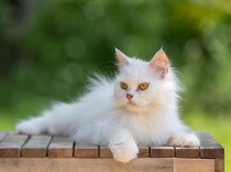 Ini 5 Alasan Kenapa Kucing Suka Menjilat Manusia
