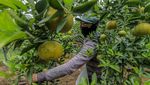 Intip Kebun Jeruk di Malang yang Dulunya Sawah