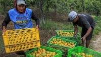 Sejumlah petani di kawasan tersebut mengalihfungsikan lahan pertanian padi mereka menjadi kebun jeruk sejak sekitar sepuluh tahun terakhir. 
