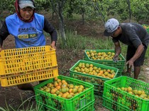 Intip Kebun Jeruk di Malang yang Dulunya Sawah