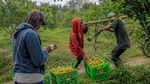 Intip Kebun Jeruk di Malang yang Dulunya Sawah