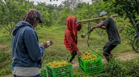 Alih fungsi lahan karena harga jeruk dianggap lebih stabil dibandingkan dengan harga beras yang cenderung naik turun. 