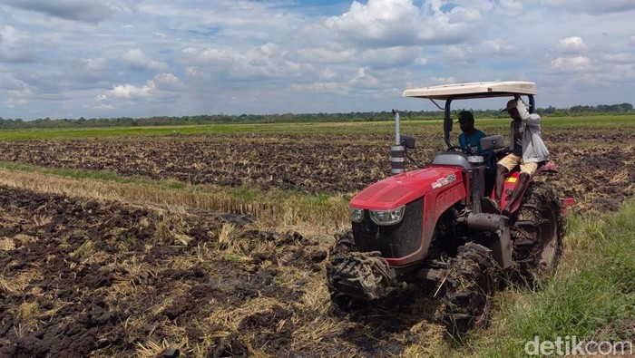 Penampakan Proyek Lumbung Padi Seluas 40 Hektare di Merauke Kementerian Pertanian (Kementan) terus mengerjakan program optimalisasi lahan (oplah) demi menggenjot produksi padi di Merauke, Papua Selatan. Dari 40 ribu hektare lahan yang dikerjakan, progres konstruksi oplah kini mencapai 95% atau 38,10 ribu hektare.