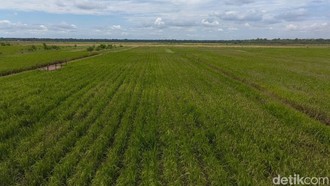 Rencana Prabowo Buka 1 Juta Hektare Lahan Pertanian di Papua