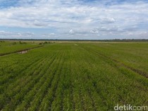 Lahan Jawa Menyusut, Pemerintah Lirik Merauke untuk Pasok Program MBG