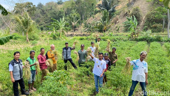 Penelitian bawang putih lokal asli Majalengka