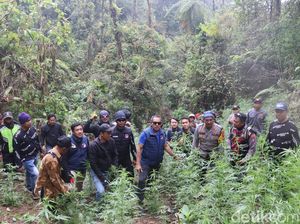 Ada Ladang Ganja di TN Bromo, Media Asing Ikut Beritakan