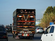 Perang Israel-Hizbullah, Warga Ramai-ramai Pengungsi ke Utara Lebanon