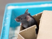 Harus Pakai Sarung Tangan, Begini 3 Cara Aman Bersihkan Kotoran Tikus