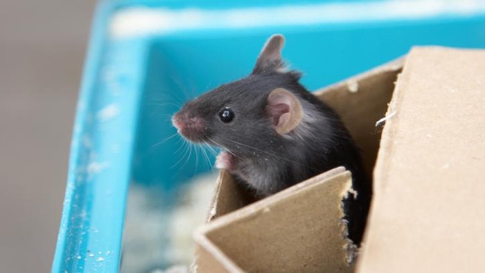 Kacau! Penerbangan Ini Dibatalkan Gegara Ada Tikus dalam Makanan