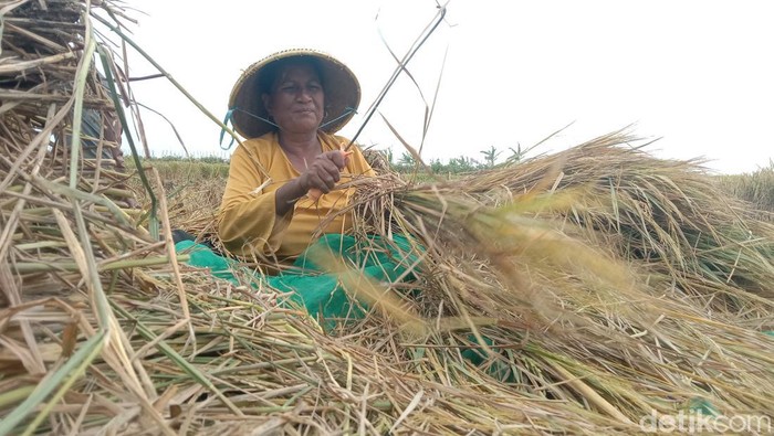 Tuminah, memprek padi di persawahan Desa Juntinyuat, Kecamatan Juntinyuat, Kabupaten Indramayu