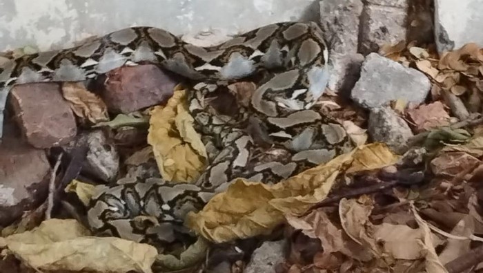 Ular sanca dan kobra ditemukan di area Museum Tekstil Jakarta. Petugas damkar bergerak mengevakuasi reptil tersebut. (dok Damkar Jakbar)