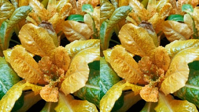 Wow! Selada Berwarna Emas Ini Punya Kandungan Vitamin A Tinggi