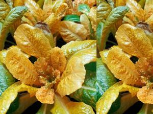 Wow! Selada Berwarna Emas Ini Punya Kandungan Vitamin A Tinggi