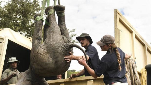 FILE - An elephant is hoisted into a transport vehicle at the Liwonde National Park southern Malawi, July 10 2022. In neighbouring Zimbabwe, National Parks is moving more than 2,500 wild animals from a southern reserve to one in the country’s north to rescue them from drought, as the ravages of climate change replace poaching as the biggest threat to wildlife. (AP Photo/Thoko Chikondo, File)