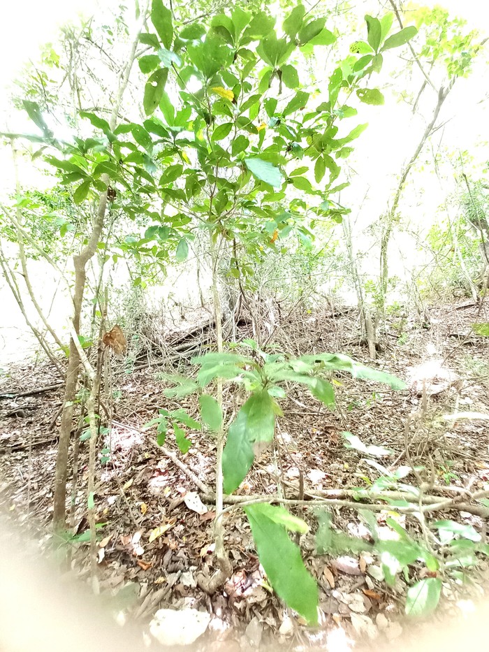 Dehaasia pugerensis, flora endemik terancam punah. Di dunia hanya ada di Jember. Dehaasia pugerensis, flora endemik terancam punah. Di dunia hanya ada di Jember.