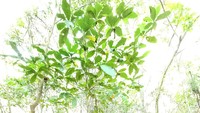 Flora Dehaasia pugerensis ditemukan di blok Curah Luwak, Resort Andongrejo, SPTN Wilayah II Ambulu pada 14 Agustus 2024 lalu. Mereka yang menemukannya adalah peserta dan pemateri Enggal P, Dewi Inggil, dkk pada Race Against Extinction. Foto: (Dokumentasi BRIN)