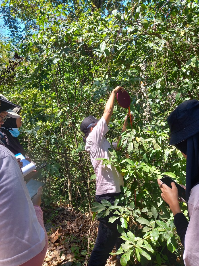 Dehaasia pugerensis, flora endemik terancam punah. Di dunia hanya ada di Jember. Dehaasia pugerensis, flora endemik terancam punah. Di dunia hanya ada di Jember.