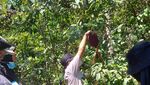 Potret Tanaman Langka Endemik Menuju Punah, di Dunia Cuma Ada di Jember!