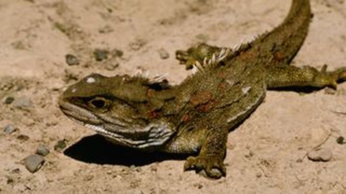 Hewan tuatara memiliki laju evolusi molekuler tercepat yang tercatat pada hewan vertebrata.