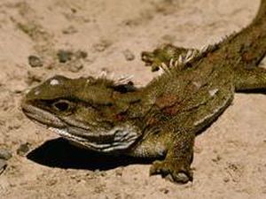 Ternyata Hewan Ini yang Berevolusi Paling Cepat, Dari Jenis Reptil dan Ikan