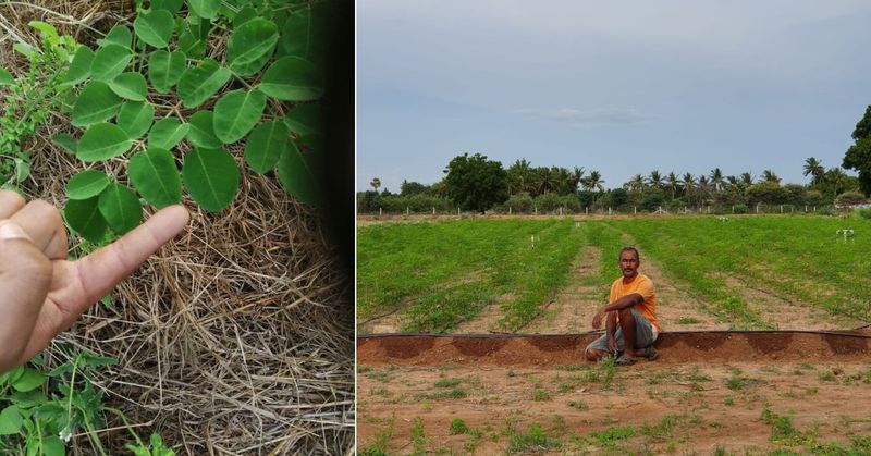 Ilmuwan Ini Alih Profesi Jadi Petani Kelor Demi Tujuan Mulia