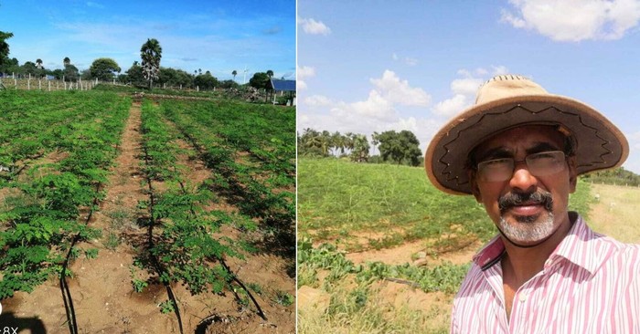 Ilmuwan Ini Alih Profesi Jadi Petani Kelor Demi Tujuan Mulia