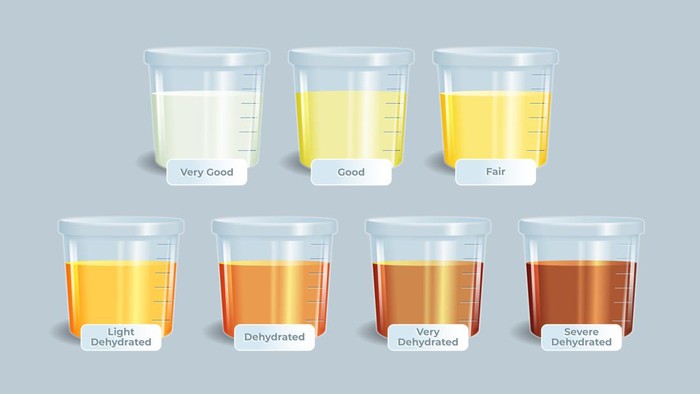Ilustrasi urine