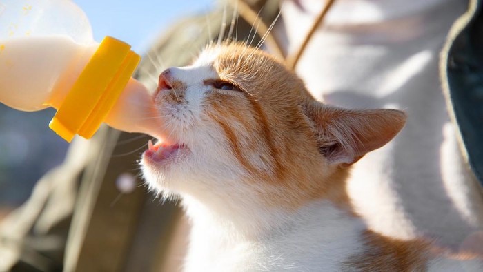 Potret kucing minum susu
