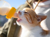 Apakah Kucing Boleh Minum Susu Selain ASI Induknya? Berikut Penjelasannya