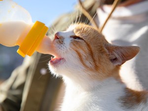 Apakah Kucing Boleh Minum Susu Selain ASI Induknya? Berikut Penjelasannya