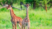Dua ekor anak jerapah di tengah rerumputan (iStock)