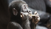 Anak gorila sepertinya tidak sadar difoto saat sedang menggigit kayu (iStock)