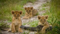 Beh, tiga ekor anak singa ini terlihat menggemaskan ya. Beda cerita kalau sudah dewasa, garang! (iStock)
