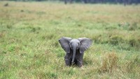 Anak gajah Afrika sedang melihat apa ya? (iStock)